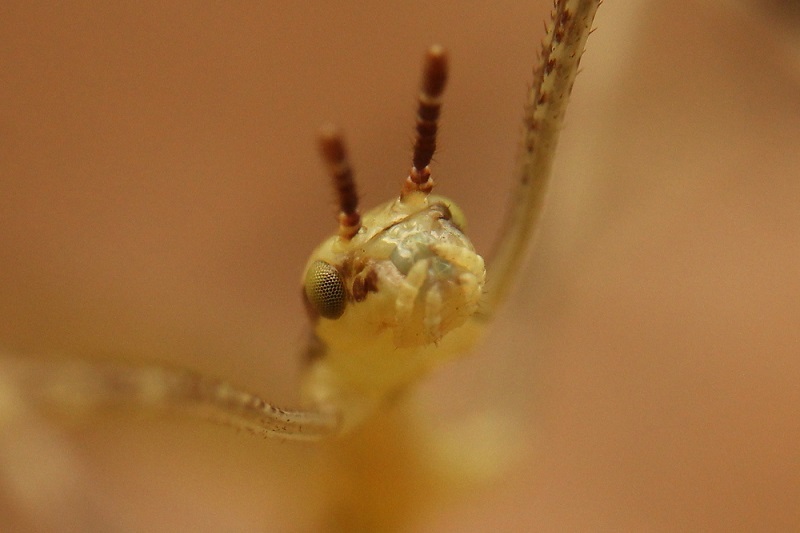 ナナフシモドキ幼虫 (2)b