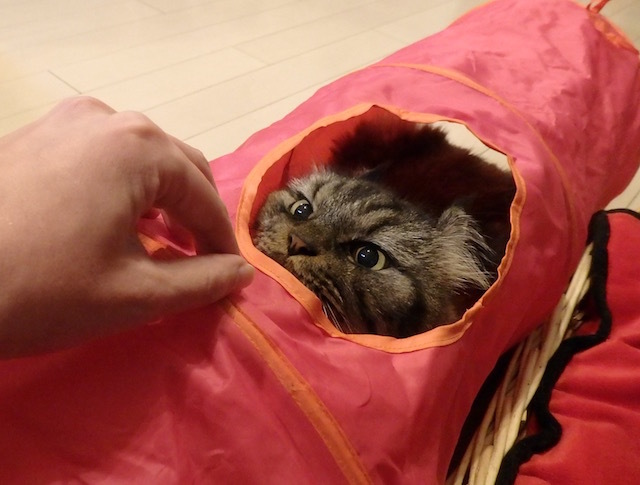 2015:11:15 グーグートンネル その8