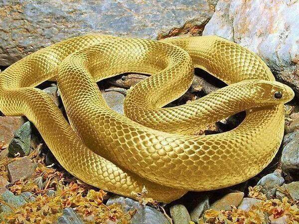 金蛇