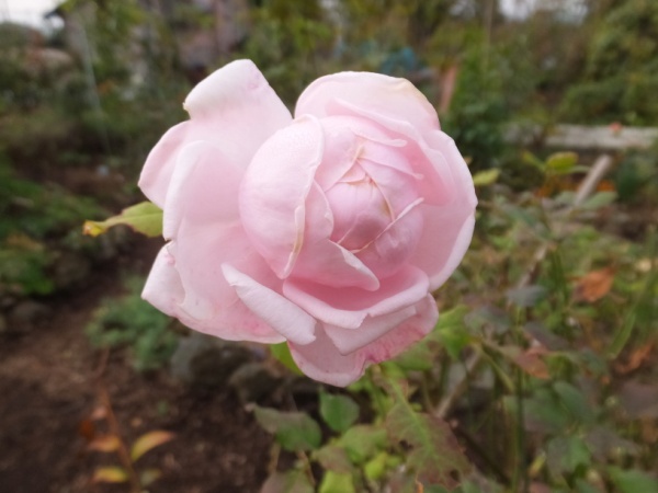 DSCF0174_1.jpg
