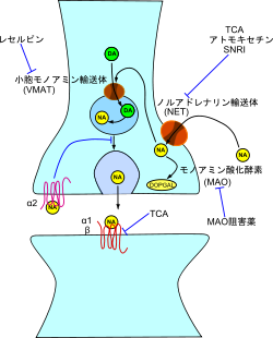 250px-Synapse_of_adrenergic_neuron_svg.png