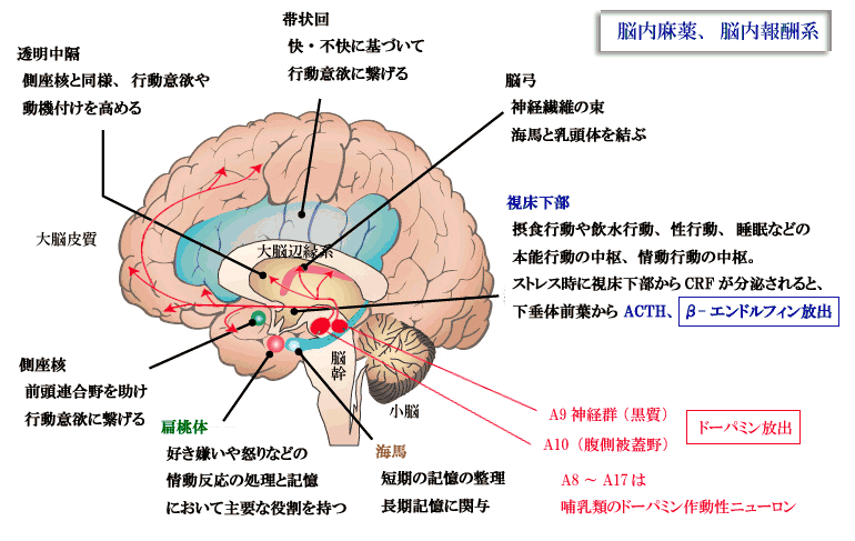brain5.gif