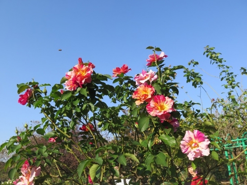 ガーデンパーク　花の美術館　薔薇