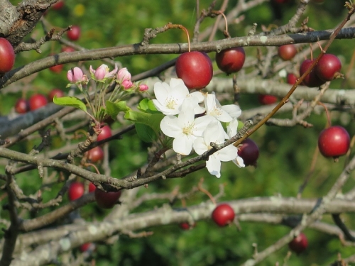 ガーデンパーク　姫リンゴ狂い咲き