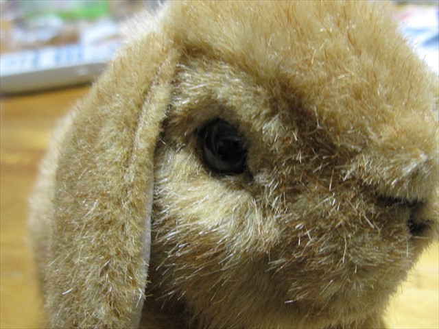ウサギ-1