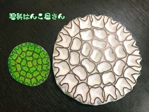 サイズ
