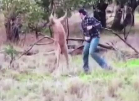 Man filmed PUNCHING kangaroo that attacked his dog and put it in a headlock