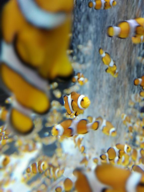 鴨川シーワールド　海の写真　ニモ　クマノミ