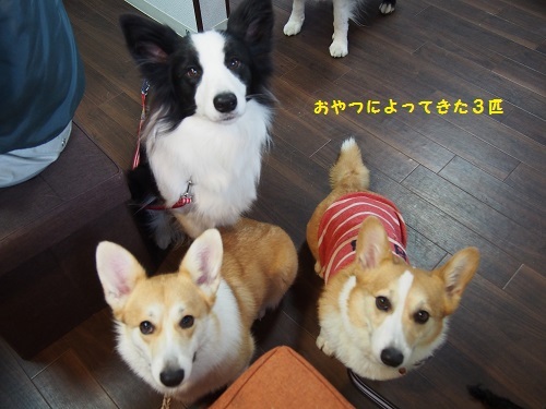 よってきた