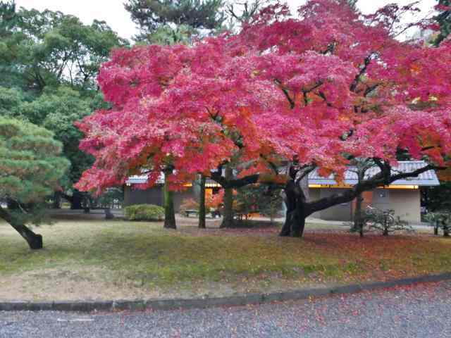 京都御苑6