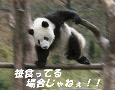 パンダ
