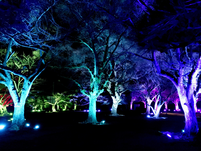 徳島LEDアートフェスティバル 城跡の山の呼応する森