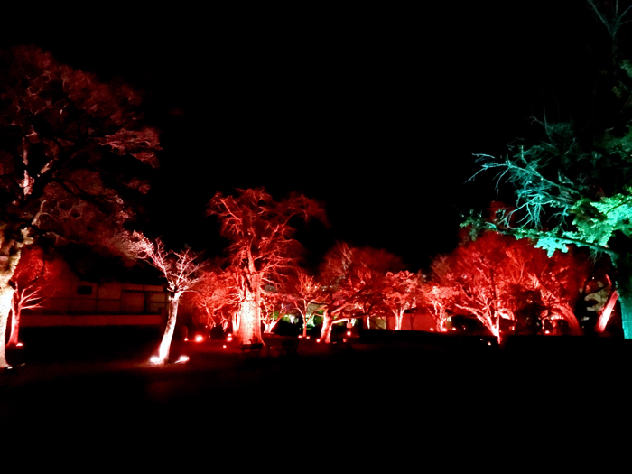 徳島LEDアートフェスティバル 城跡の山の呼応する森