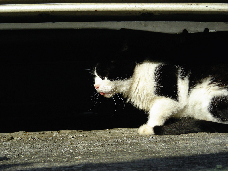 車の下でベロを出してる黒白猫1
