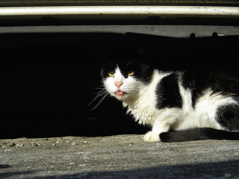 車の下でベロを出してる黒白猫2