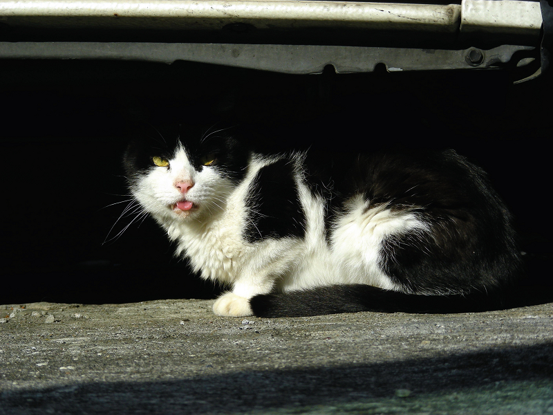 車の下でベロを出してる黒白猫3