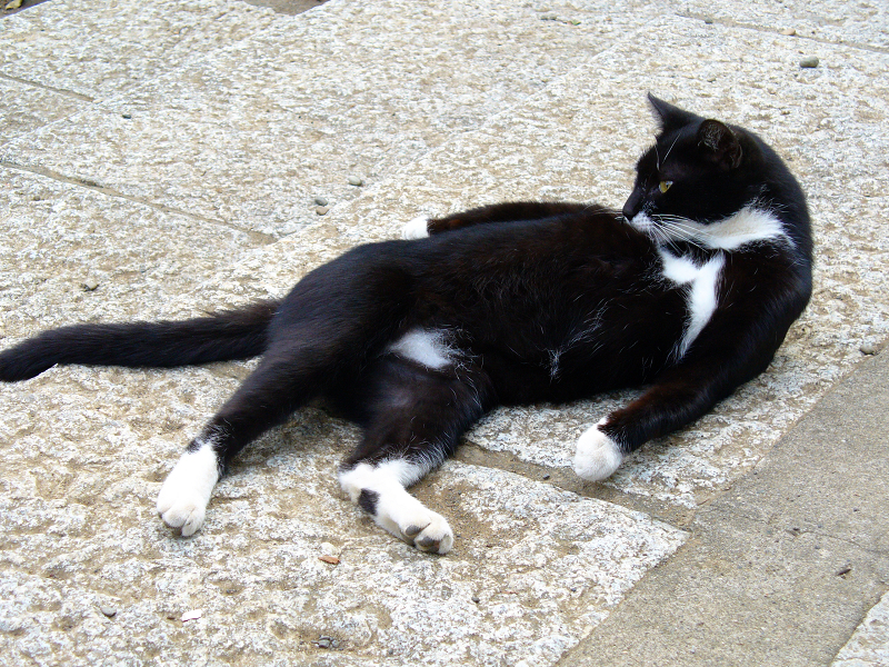 仰向けで毛づくろいする黒白猫1