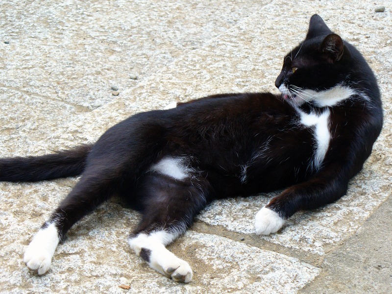 仰向けで毛づくろいする黒白猫2