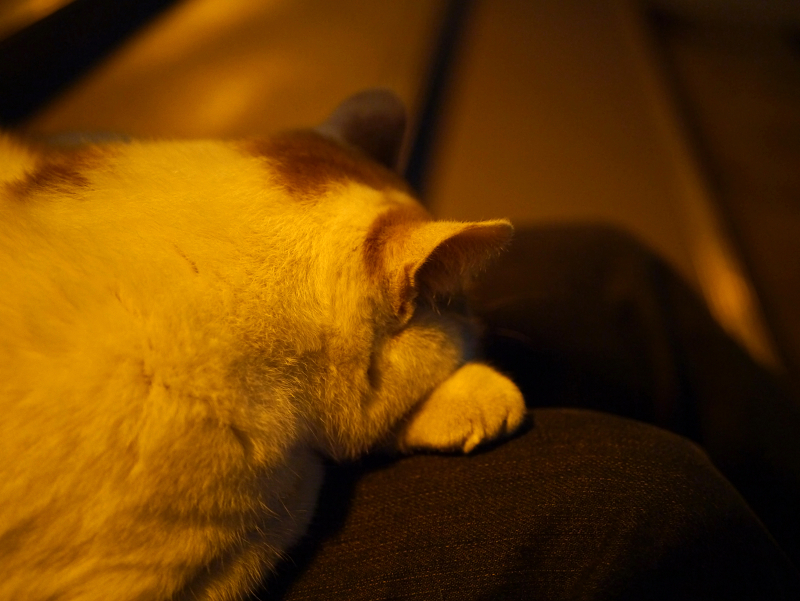 日が暮れても膝で寝ている茶白柄猫2
