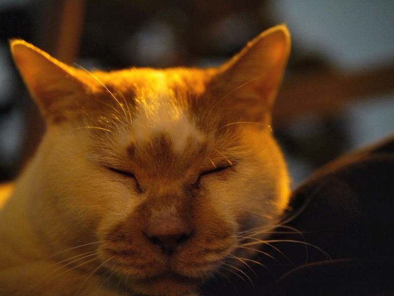 日が暮れても膝で寝ている茶白柄猫3