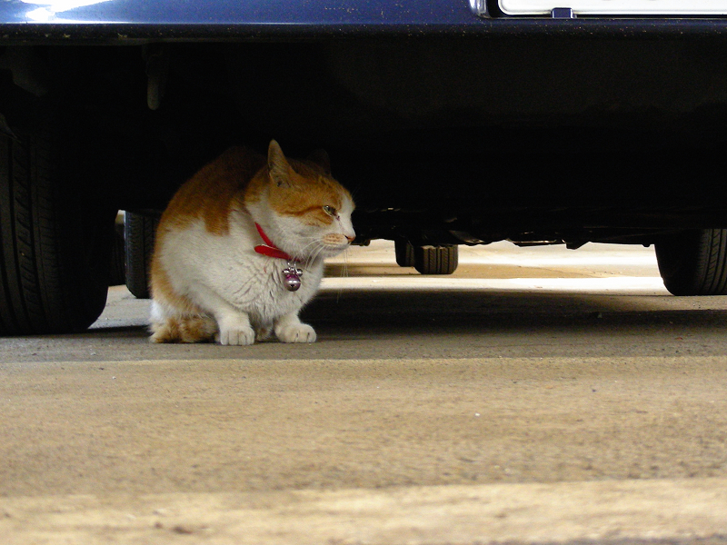 車の下の茶白猫1