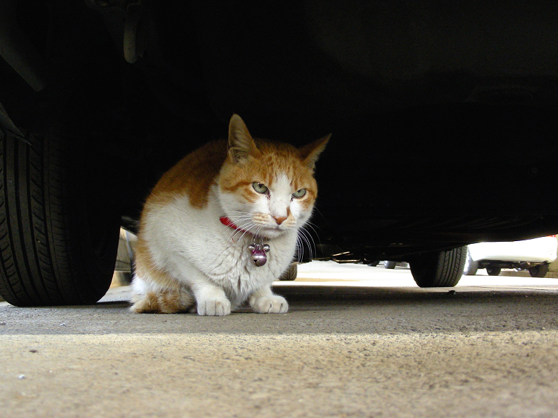 車の下の茶白猫2
