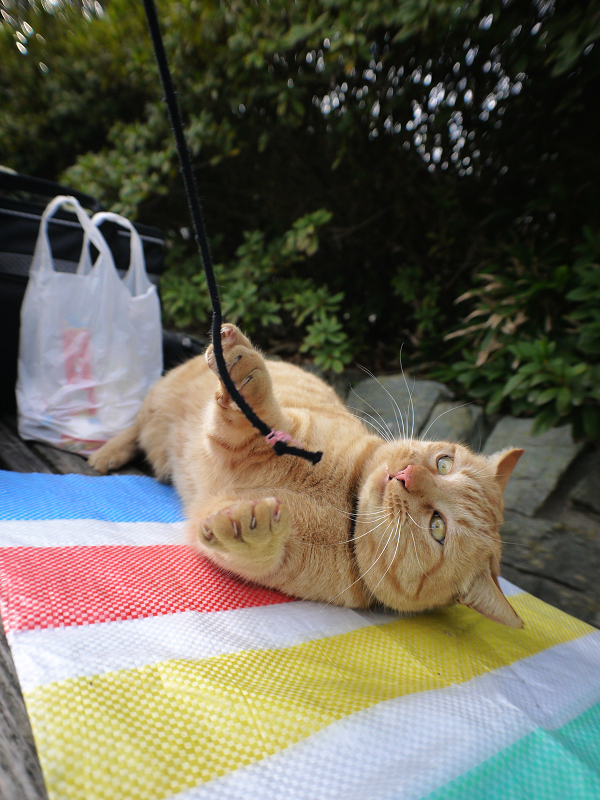 ベンチでゴム紐で遊ぶ茶トラ猫7
