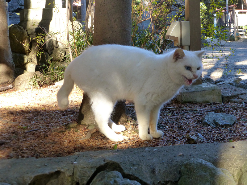 神社の入口の白猫1
