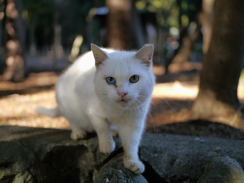神社の入口の白猫2