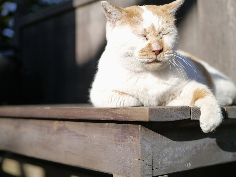 木製ベンチで恍惚の茶白猫1