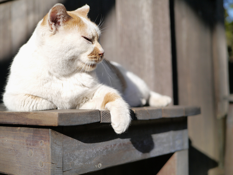 木製ベンチで恍惚の茶白猫2