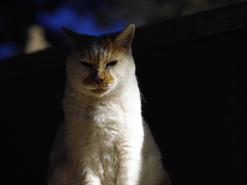 夕暮れ外灯と茶白猫2