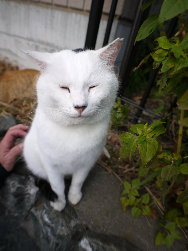 石垣の白猫1