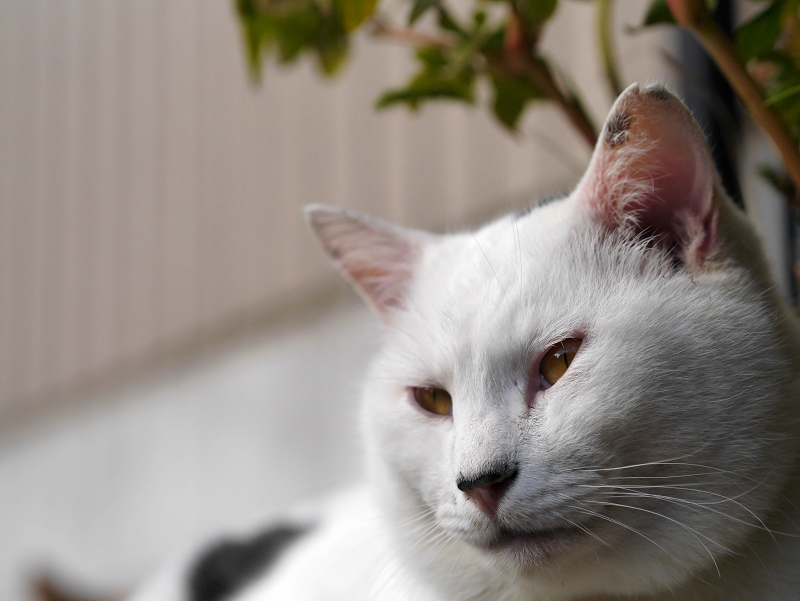 石垣の白猫2