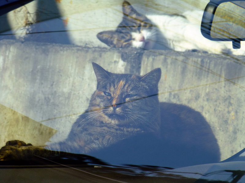 ガラス越しの猫2