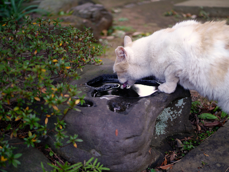 ベロ出しで水を飲んでいる白茶猫1