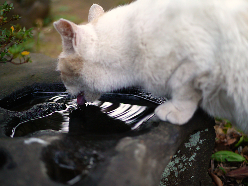 ベロ出しで水を飲んでいる白茶猫3