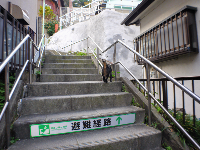 階段を駆け上がるキジトラ猫2