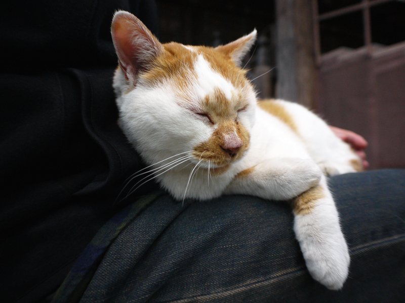 膝に乗って寝ちゃった茶白猫2
