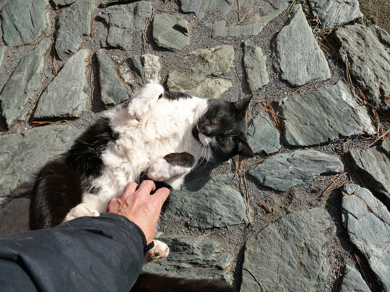 公園の石畳で遊んだ黒白猫2