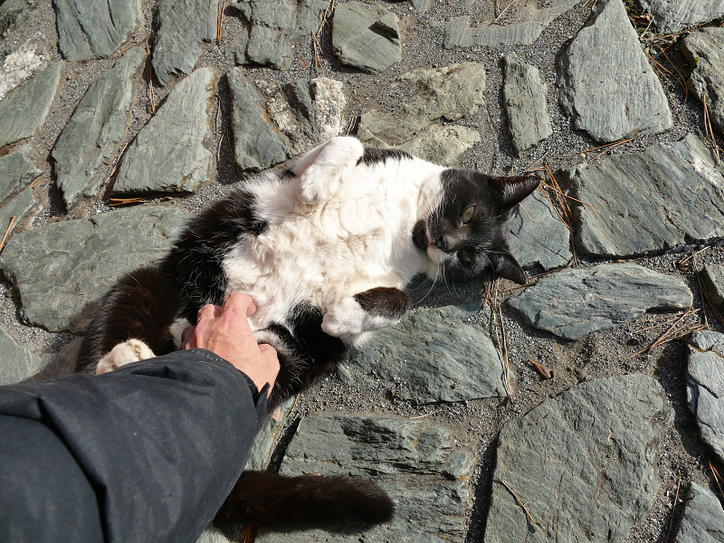 公園の石畳で遊んだ黒白猫3