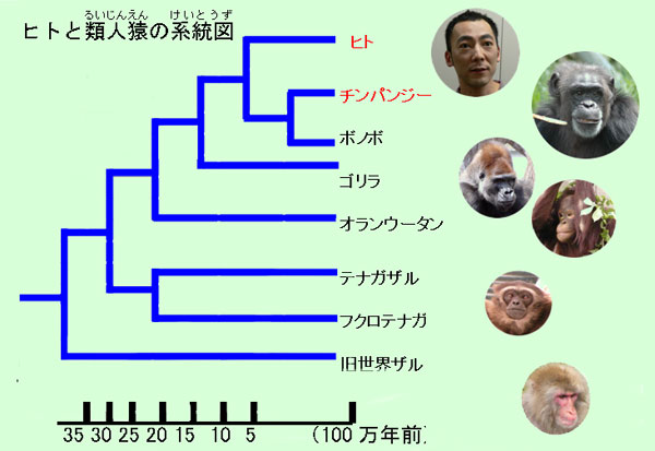類人猿分岐図