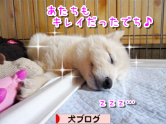 にほんブログ村 犬ブログ MIX中型犬へ