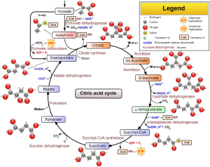 604px-Citric_acid_cycle_with_aconitate.png