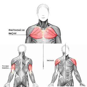 pushmuscle_20161207054700f8d.png