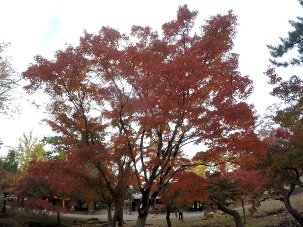 2016_1115_1_奈良公園3