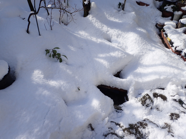 雪の朝1