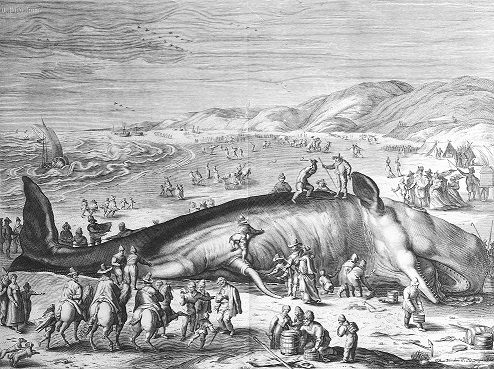 16世紀の捕鯨