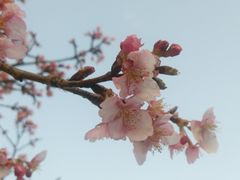 【写真】小糸川沿いの遊歩道に咲いた河津桜
