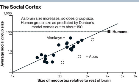 cortex-groupsize.jpeg